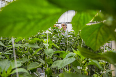 Young woman working in greenhouse, pruning vegetable plants - ZEF15210