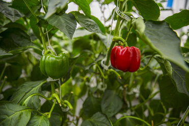 Ripe bell pepper in a greenhouse - ZEF15211