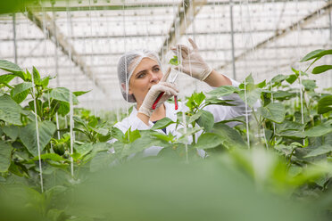 Young woman working in greenhouse, pruning vegetable plants - ZEF15216