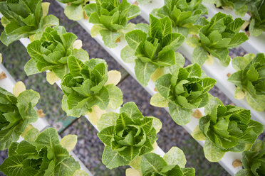 Vegetables growing in greenhouse - ZEF15217