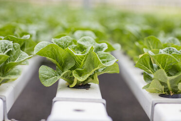 Vegetables growing in greenhouse - ZEF15218