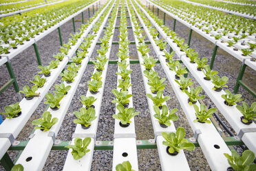 Vegetables growing in greenhouse - ZEF15219