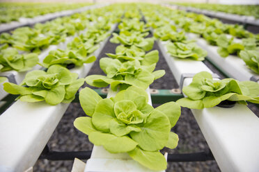 Vegetables growing in greenhouse - ZEF15220