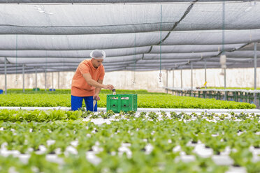 Gewächshausarbeiter beim Verpacken von Gemüsekisten - ZEF15221