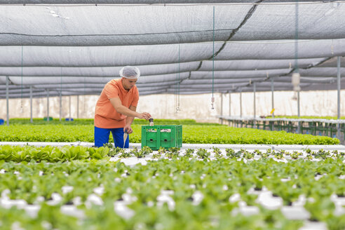 Gewächshausarbeiter beim Verpacken von Gemüsekisten - ZEF15221