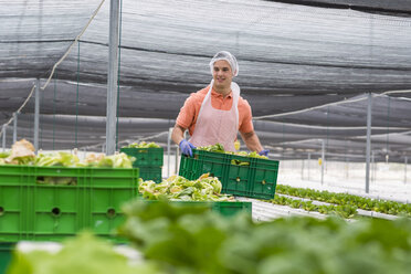 Arbeiter im Gewächshaus trägt Kiste mit frisch geerntetem Gemüse - ZEF15223