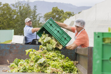 Workers on vegetable farm dumping old cabbage - ZEF15229