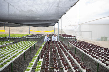 Greenhouse workers inspecting plants - ZEF15232