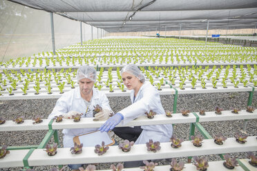 Workers in greenhouse inspecting plants - ZEF15236