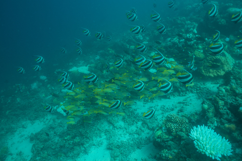 Maldives, fish under water stock photo