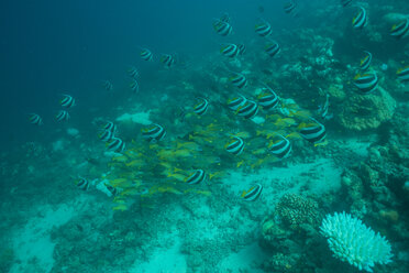 Malediven, Fische unter Wasser - ZEF15250