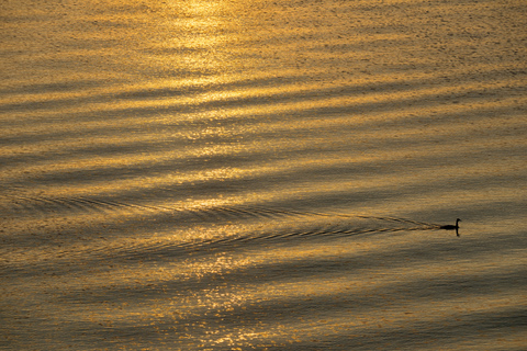 Bodensee, Kap-Riesensturmvogel bei Sonnenaufgang, lizenzfreies Stockfoto