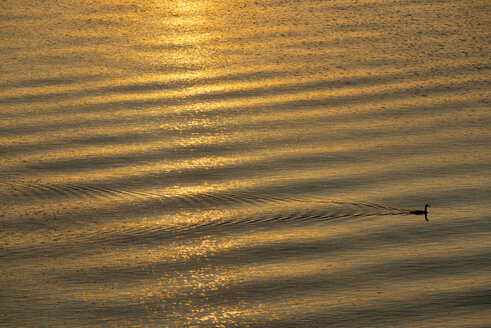 Bodensee, Kap-Riesensturmvogel bei Sonnenaufgang - SHF02011