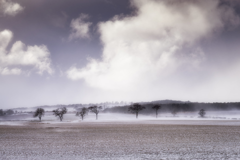 United Kingdom, Scotland, East Lothian, North Berwick, trees in snow stock photo