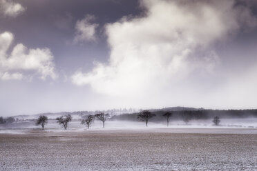 United Kingdom, Scotland, East Lothian, North Berwick, trees in snow - SMAF00986