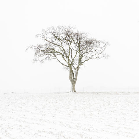 United Kingdom, Scotland, East Lothian, North Berwick, lone tree in snow stock photo