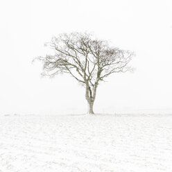 Vereinigtes Königreich, Schottland, East Lothian, North Berwick, einsamer Baum im Schnee - SMAF00989