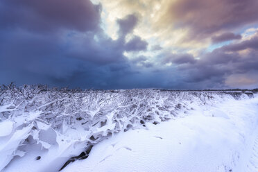 United Kingdom, Scotland, East Lothian, North Berwick, snowdrifts through hegde - SMAF00990