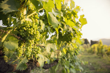 Nahaufnahme einer Weintraube im Weinberg - FOLF00588