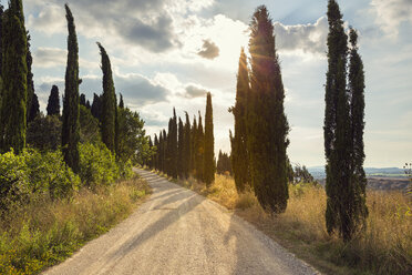 Treelined dirt road at sunset - FOLF00594