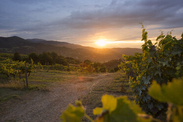 Landscape of vineyard at sunset - FOLF00597