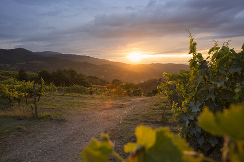 Landschaft eines Weinbergs bei Sonnenuntergang - FOLF00597