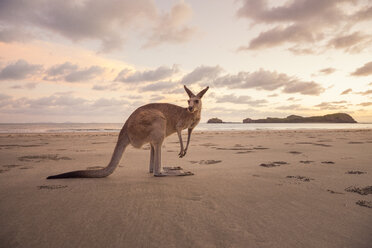 Känguru am Strand bei Sonnenuntergang - FOLF00610