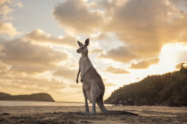 Känguru am Strand bei Sonnenuntergang - FOLF00611