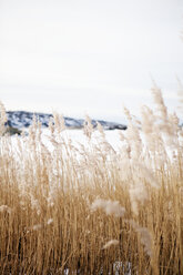 Braunes Gras im Winter - FOLF00751