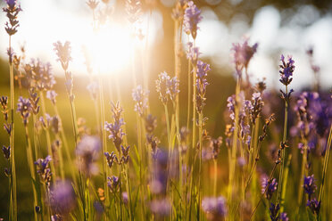 Nahaufnahme von blühendem Lavendel bei Sonnenuntergang - FOLF00756