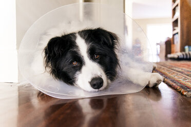 Portrait of Border Collie wearing cone collar while relaxing on floor at home - CAVF28531