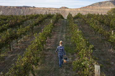 Rückansicht einer Frau, die einen Eimer mit Weintrauben trägt, während sie in einem Weinberg spazieren geht - CAVF28582