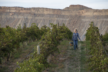 Landwirt trägt Eimer mit Trauben im Weinberg - CAVF28583