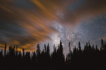 Scenic view of silhouette trees against starry sky - CAVF28590