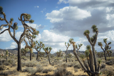 Bäume im Joshua Tree National Park vor bewölktem Himmel - CAVF28639