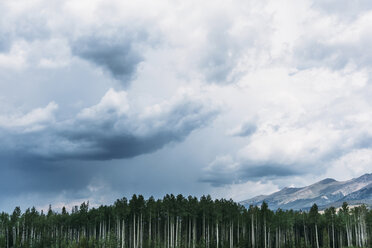 Scenic view of trees against cloudy sky - CAVF28656