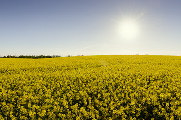 Sonne über blühendem Rapsfeld - FOLF00969