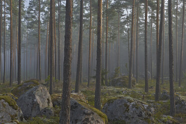 View of coniferous forest - FOLF00993