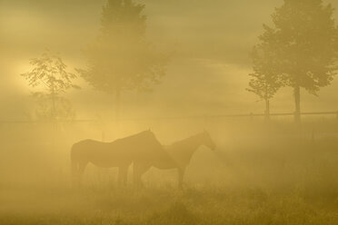 Two horses in sunlit fog - FOLF01023