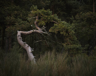 Twisted coniferous tree against forest - FOLF01049