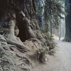 Mann geht durch den Jedediah Smith Redwood State Park - FOLF01070