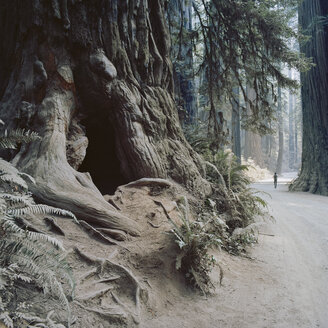 Mann geht durch den Jedediah Smith Redwood State Park - FOLF01070