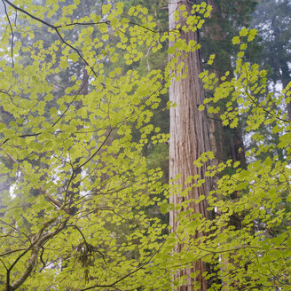 Baum im Jedediah Smith Redwood State Park - FOLF01071