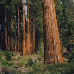 Sequoia-Nationalpark - FOLF01072