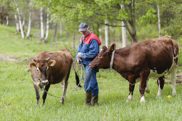 Älterer Landwirt steht mit Kühen auf dem Feld - FOLF01133