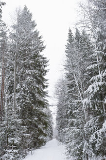 Leere Straße im Wald - FOLF01170