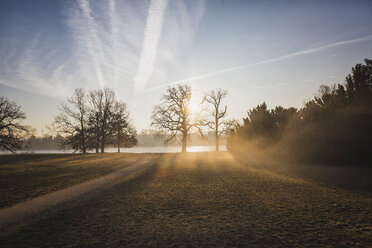 Germany, Brandenburg, Potsdam, park with trees in the morning light - ASCF00840