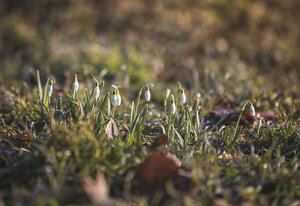 Schneeglöckchen, Galanthus - ASCF00841