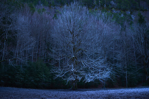 Kahle Bäume auf einem Feld in der Abenddämmerung - CAVF28684