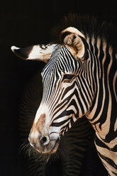 Nahaufnahme eines Zebras vor schwarzem Hintergrund - CAVF28685